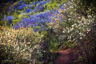 Secret Trail-8557.jpg Secret Trail-8557.jpg